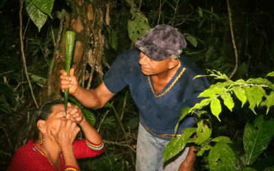 Así Viven las Comunidades Kichwa: Armonía con la Selva y Sabiduría Ancestral